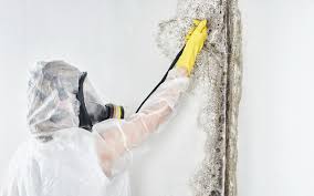  Elida, OH Mold Removal Services Pros